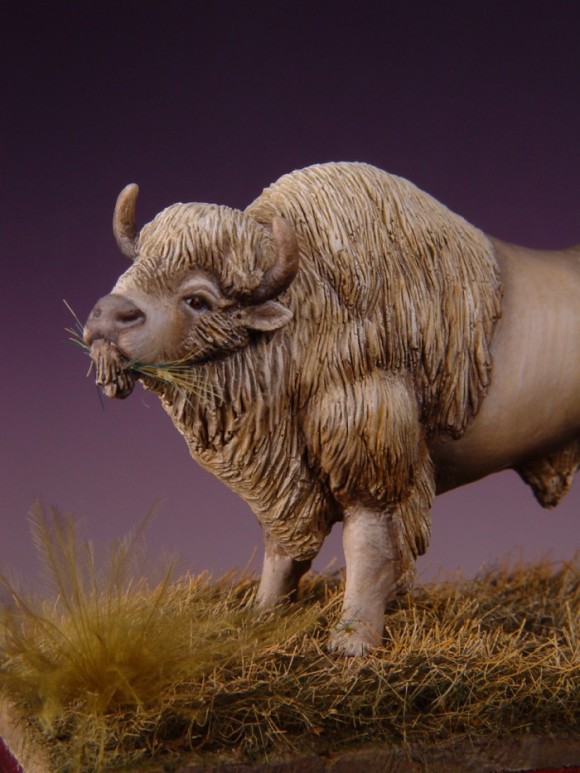 White Buffalo